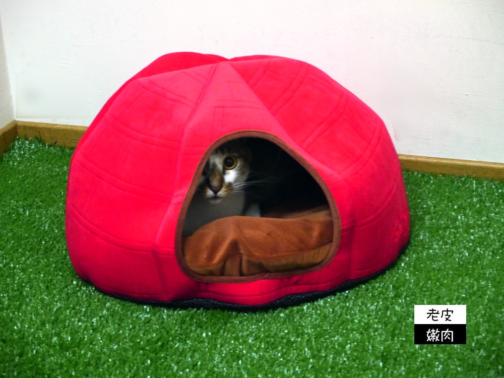 貓咪床墊推薦 | 【Lucky Me 寵物設計】 台灣製造 寵物睡墊涼墊 貓咪可拆式床墊 方便清洗的貓咪墊 - 老皮嫩肉的流水帳生活