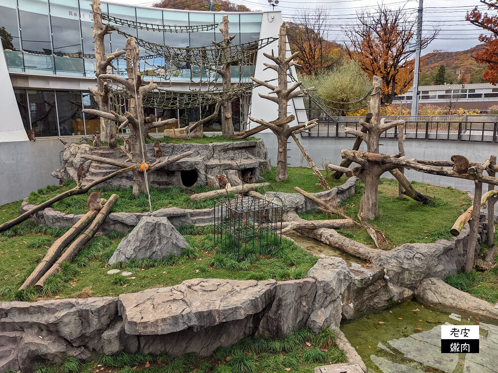 札幌親子景點推薦|札幌【圓山動物園】有北極熊 可愛浣熊 還有遊具可以玩 - 老皮嫩肉的流水帳生活