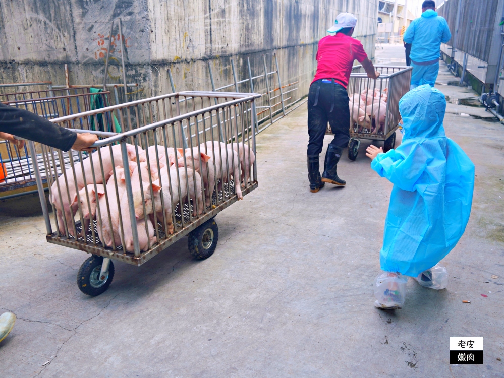 台灣奇蹟-立富畜牧場|採用先進飼養設備、環保高規格的養豬場 - 老皮嫩肉的流水帳生活