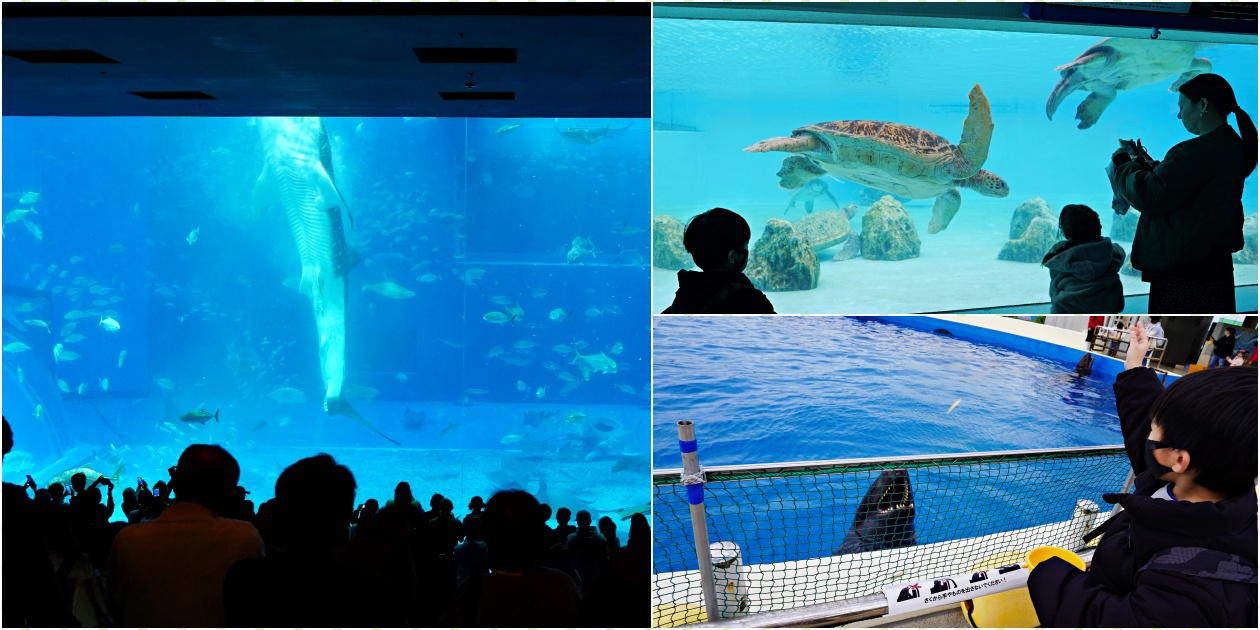 沖繩北部必去室內親子景點【美麗海水族館】門票及海豚表演時間 - 老皮嫩肉的流水帳生活