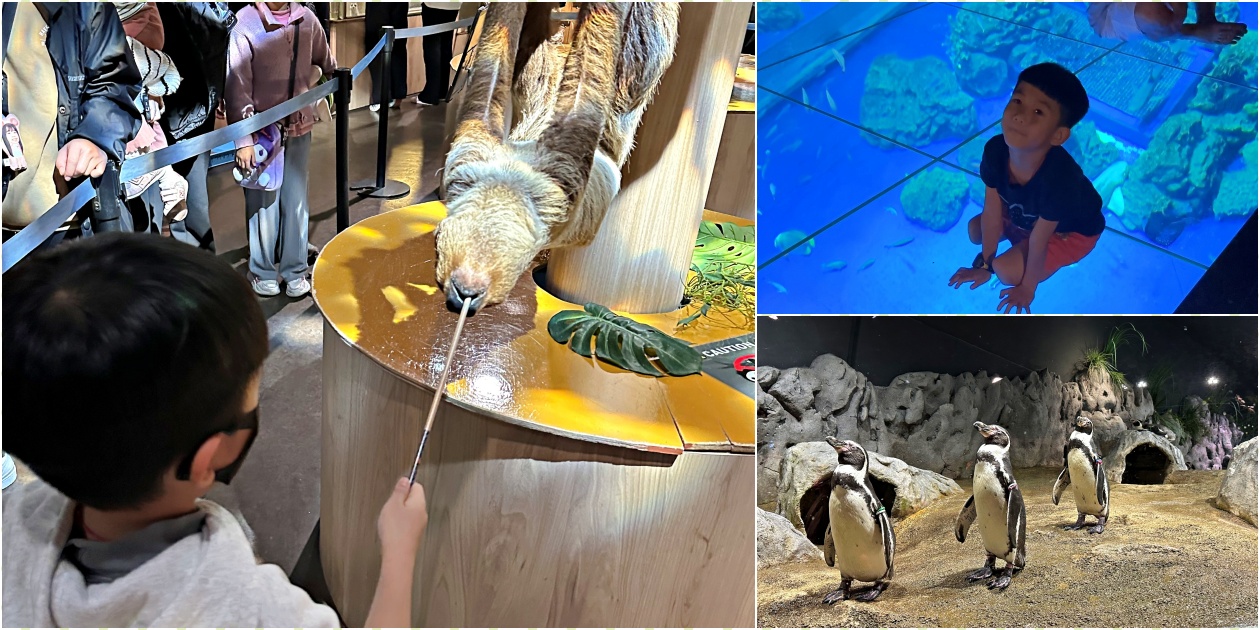 沖繩DMM水族館【DMM Kariyushi】門票交通餵食小動物攻略 - 老皮嫩肉的流水帳生活