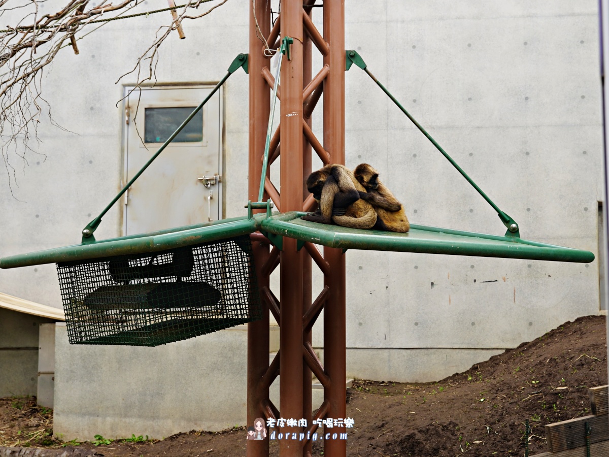 【北海道行程推薦】旭山動物園、美瑛青池絕美一日遊 - 老皮嫩肉的流水帳生活