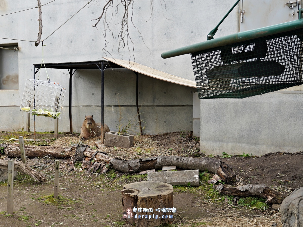 【北海道行程推薦】旭山動物園、美瑛青池絕美一日遊 - 老皮嫩肉的流水帳生活