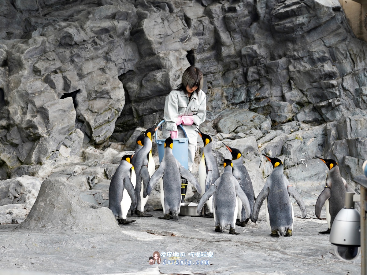 【北海道行程推薦】旭山動物園、美瑛青池絕美一日遊 - 老皮嫩肉的流水帳生活