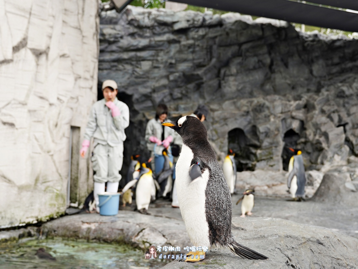 【北海道行程推薦】旭山動物園、美瑛青池絕美一日遊 - 老皮嫩肉的流水帳生活