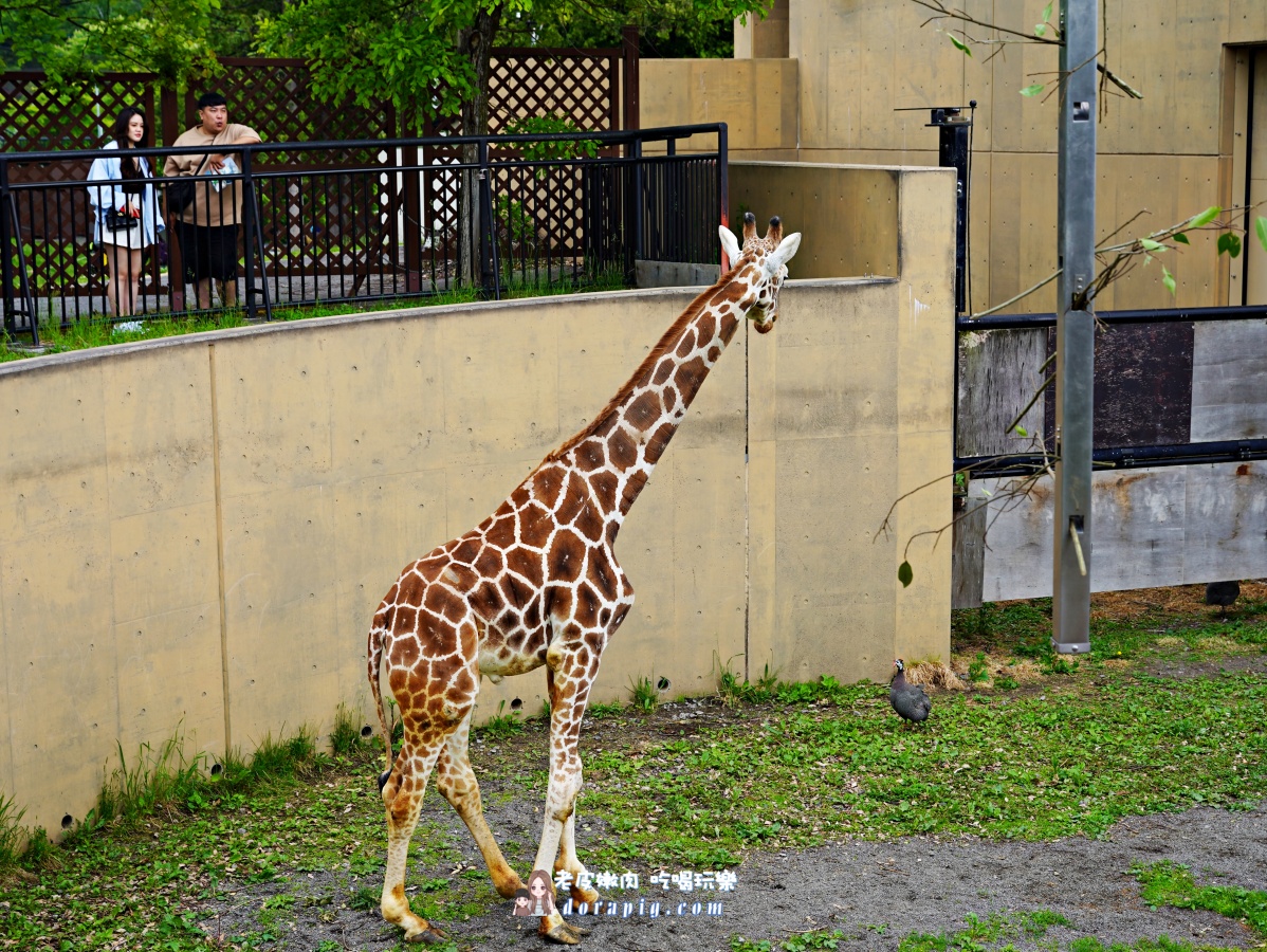 【北海道行程推薦】旭山動物園、美瑛青池絕美一日遊 - 老皮嫩肉的流水帳生活