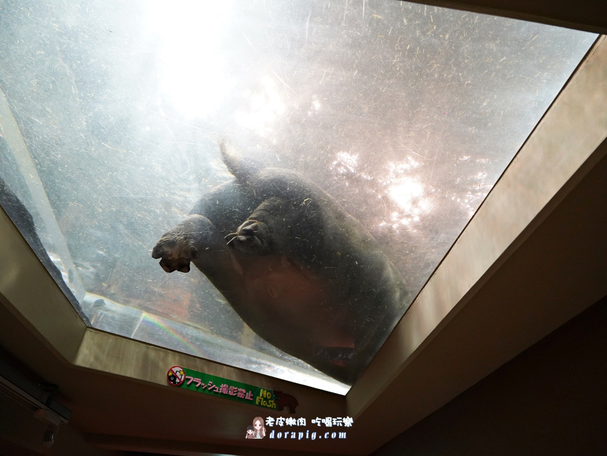 【北海道行程推薦】旭山動物園、美瑛青池絕美一日遊 - 老皮嫩肉的流水帳生活