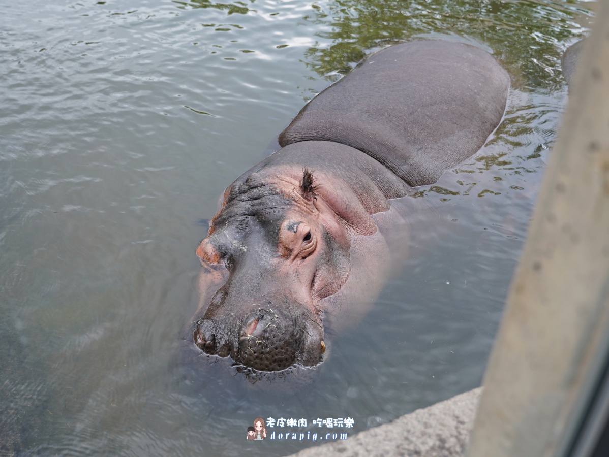【北海道行程推薦】旭山動物園、美瑛青池絕美一日遊 - 老皮嫩肉的流水帳生活