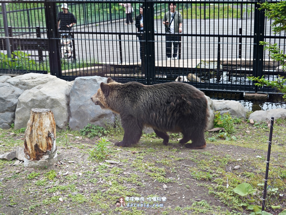 【北海道行程推薦】旭山動物園、美瑛青池絕美一日遊 - 老皮嫩肉的流水帳生活