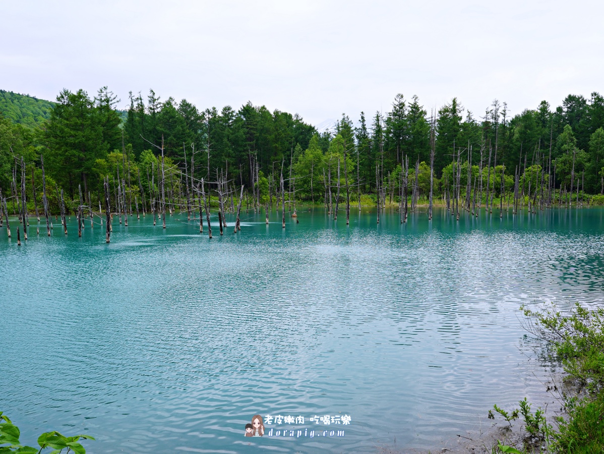 【北海道行程推薦】旭山動物園、美瑛青池絕美一日遊 - 老皮嫩肉的流水帳生活