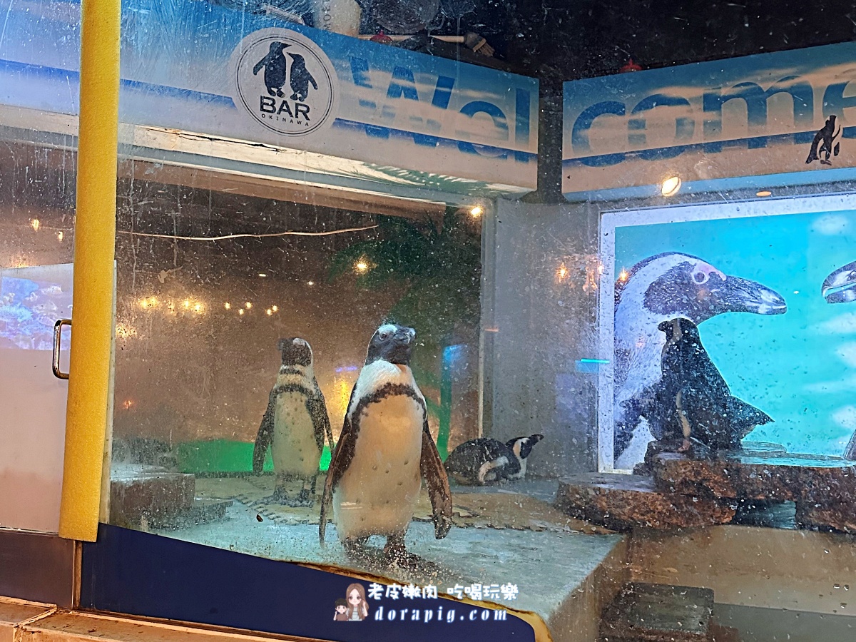 沖繩那霸夜生活新地標【企鵝居酒屋】 調酒、美食與超萌餵食秀一次滿足 - 老皮嫩肉的流水帳生活
