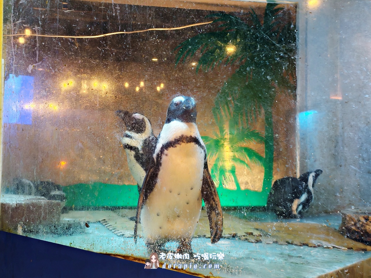 沖繩那霸夜生活新地標【企鵝居酒屋】 調酒、美食與超萌餵食秀一次滿足 - 老皮嫩肉的流水帳生活