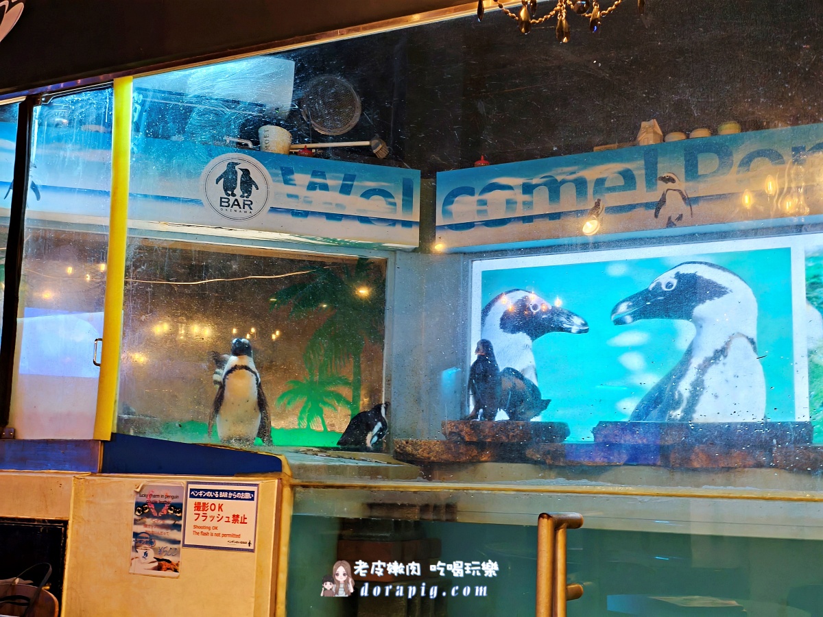 沖繩那霸夜生活新地標【企鵝居酒屋】 調酒、美食與超萌餵食秀一次滿足 - 老皮嫩肉的流水帳生活