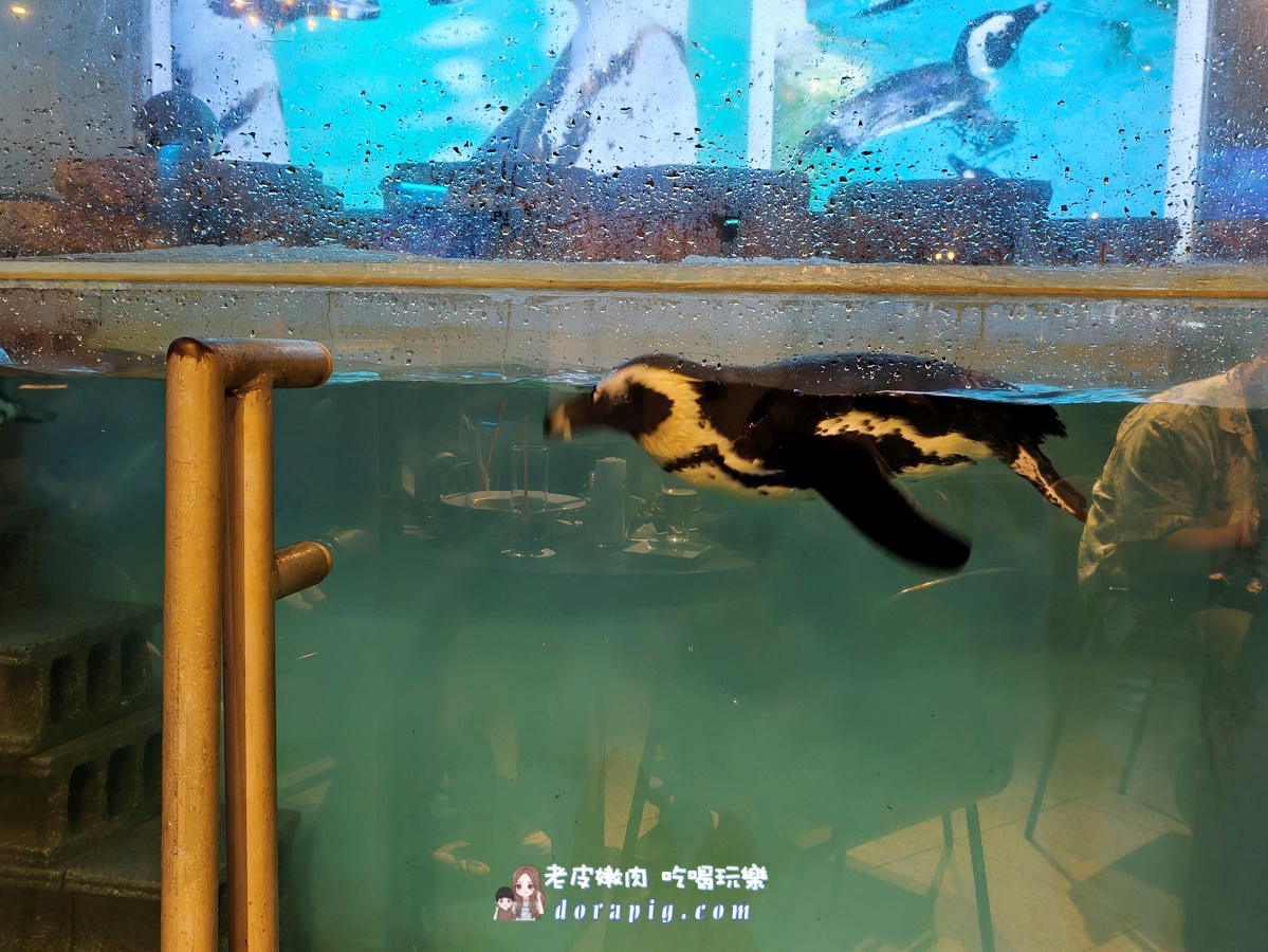 沖繩那霸夜生活新地標【企鵝居酒屋】 調酒、美食與超萌餵食秀一次滿足 - 老皮嫩肉的流水帳生活