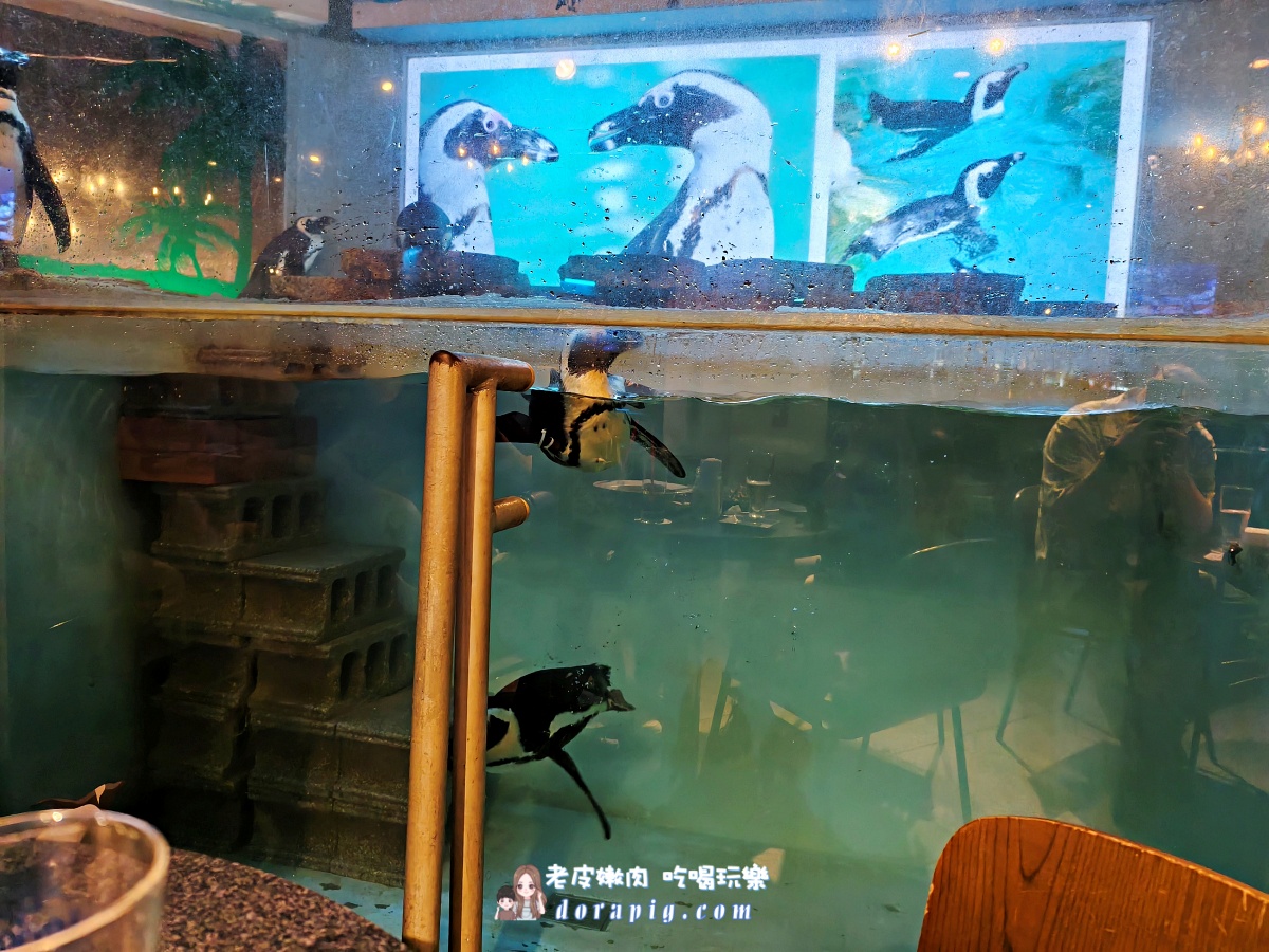沖繩那霸夜生活新地標【企鵝居酒屋】 調酒、美食與超萌餵食秀一次滿足 - 老皮嫩肉的流水帳生活