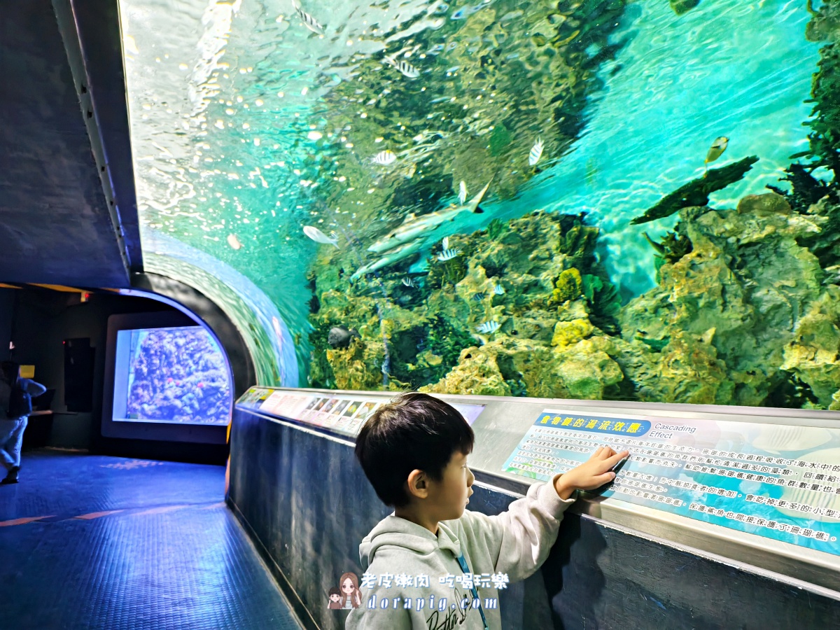 2026寒假必衝【遠雄海洋公園夜未眠】與鯊魚共眠的夢幻體驗 - 老皮嫩肉的流水帳生活 2026寒假必衝【遠雄海洋公園夜未眠】與鯊魚共眠的夢幻體驗 - 老皮嫩肉的流水帳生活