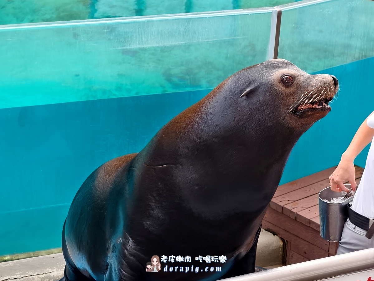 2026寒假必衝【遠雄海洋公園夜未眠】與鯊魚共眠的夢幻體驗 - 老皮嫩肉的流水帳生活 2026寒假必衝【遠雄海洋公園夜未眠】與鯊魚共眠的夢幻體驗 - 老皮嫩肉的流水帳生活