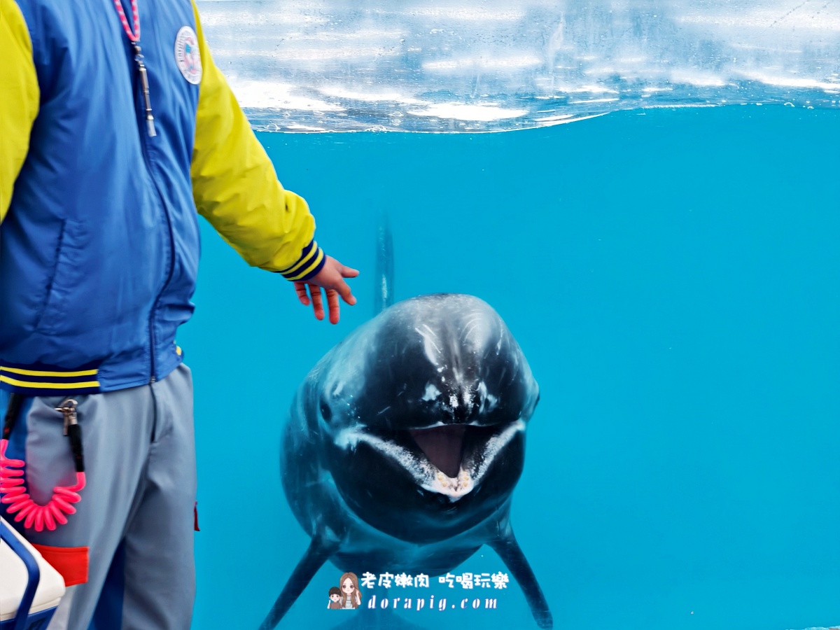 2026寒假必衝【遠雄海洋公園夜未眠】與鯊魚共眠的夢幻體驗 - 老皮嫩肉的流水帳生活 2026寒假必衝【遠雄海洋公園夜未眠】與鯊魚共眠的夢幻體驗 - 老皮嫩肉的流水帳生活